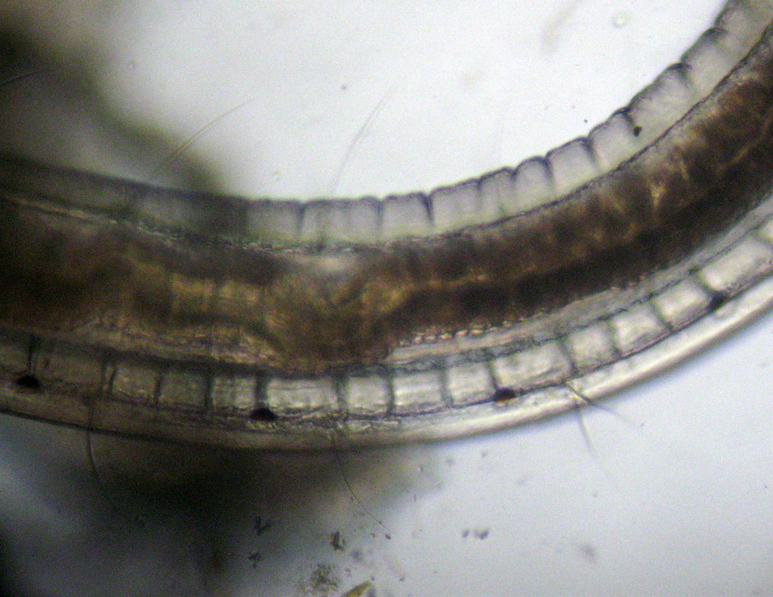 Anellidi policheti quasi microscopici